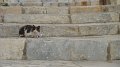 Syros cat 4